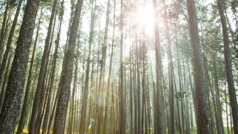 Sun shining through forest