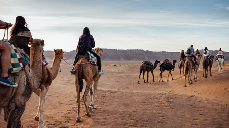 Travelers riding on camels in the desert Travelers riding on camels in the desert