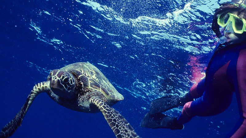 A person swimming with a turtle. A person swimming with a turtle.