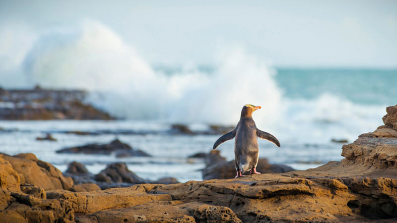 Penguin standing on rock in front of the ocean Penguin standing on rock in front of the ocean