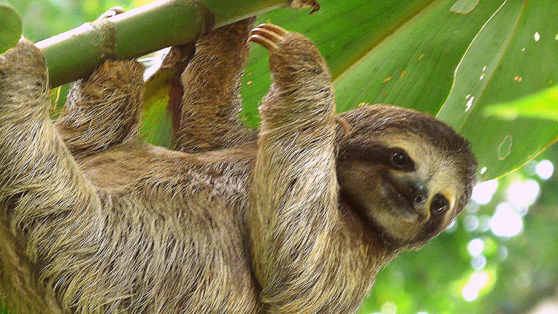 Sloth hanging from a tree Sloth hanging from a tree