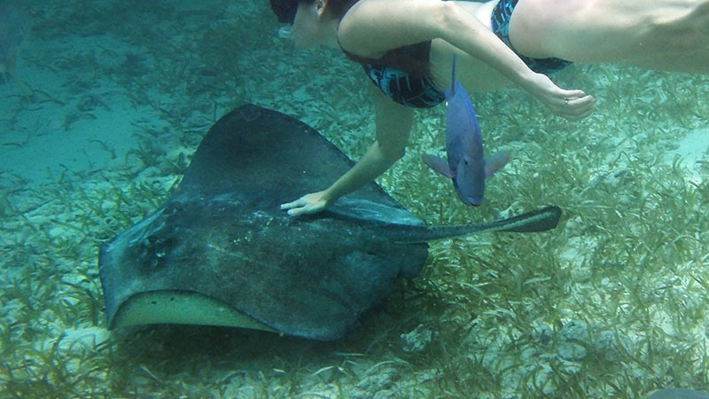 Woman swimming with a ray Woman swimming with a ray