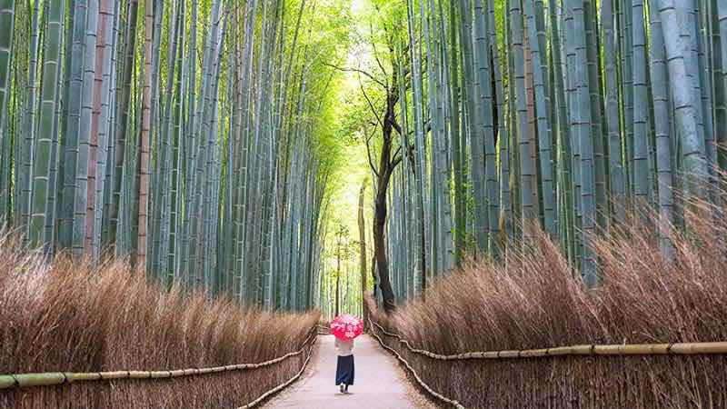 A woman, using a Japanese umbrella, walks down a path lined with giant bamboo.